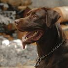 Picture of Belle, the owners dog